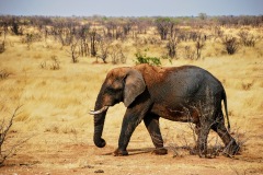 Etosha National Park