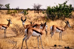 Etosha National Park