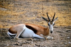 Etosha National Park