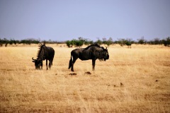 Etosha National Park