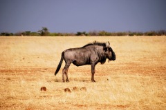 Etosha National Park