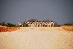 Etosha National Park