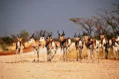 Etosha National Park