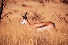 Etosha National Park