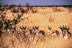 Etosha National Park