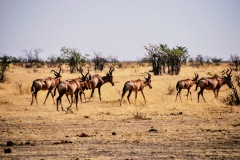 Etosha National Park