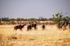 Etosha National Park