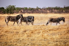 Etosha National Park