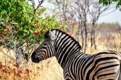 Etosha National Park