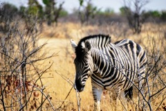 Etosha National Park