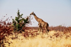 Etosha National Park