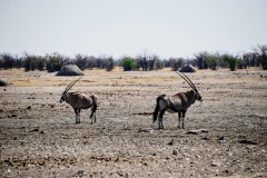 Etosha National Park