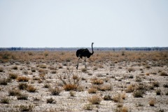 Etosha National Park