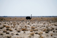 Etosha National Park