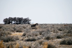 Etosha National Park