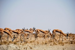 Etosha National Park