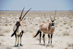 Etosha National Park