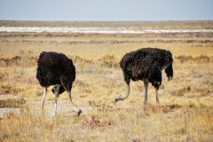 Etosha National Park