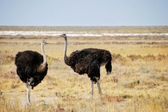 Etosha National Park