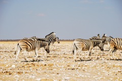 Etosha National Park