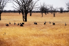 Etosha National Park