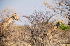 Etosha National Park