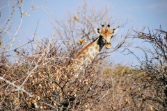 Etosha National Park