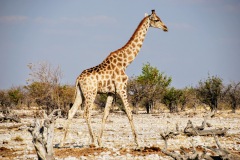 Etosha National Park