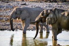 Etosha National Park