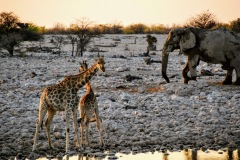 Etosha National Park