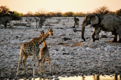 Etosha National Park