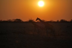 Etosha National Park