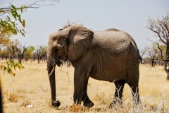 Etosha National Park