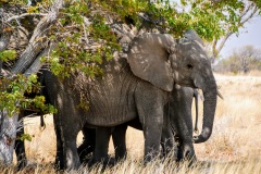 Etosha National Park