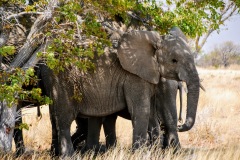 Etosha National Park