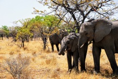 Etosha National Park