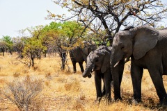 Etosha National Park