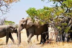 Etosha National Park