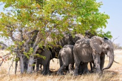 Etosha National Park