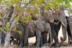 Etosha National Park