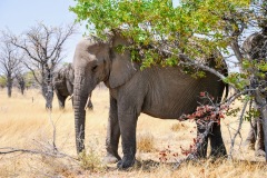 Etosha National Park