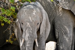 Etosha National Park