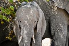 Etosha National Park