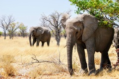 Etosha National Park