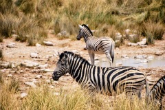 Etosha National Park