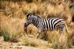 Etosha National Park