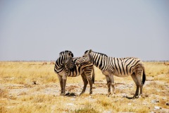 Etosha National Park