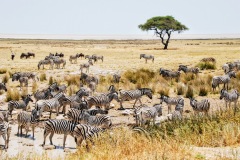 Etosha National Park