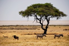 Etosha National Park