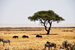 Etosha National Park